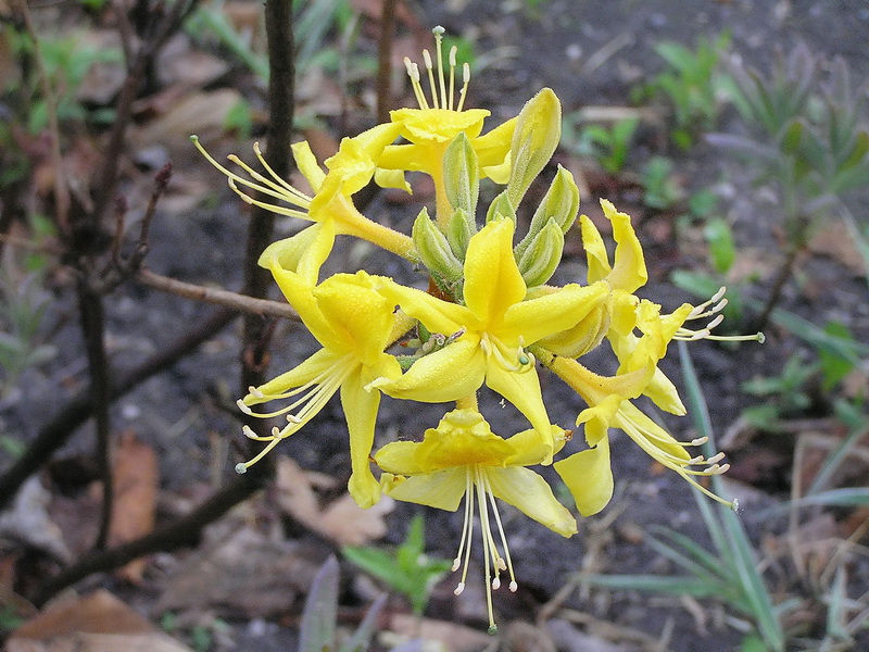 Image of Rhododendron luteum specimen.