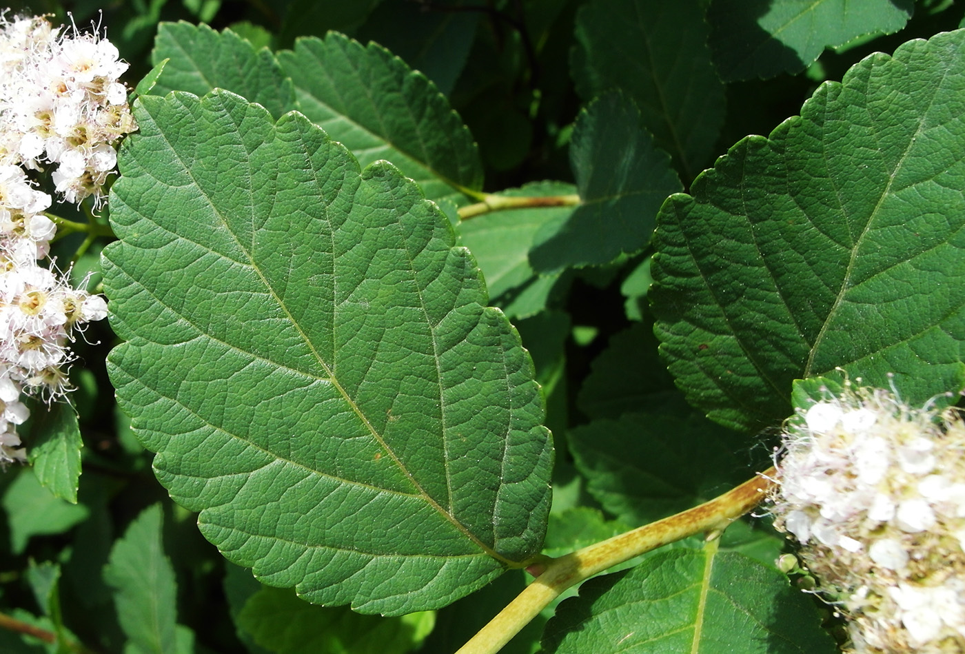 Image of Spiraea japonica specimen.