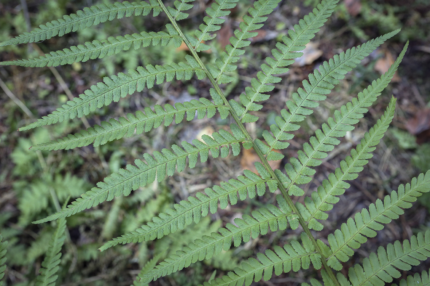 Image of Dryopteris filix-mas specimen.