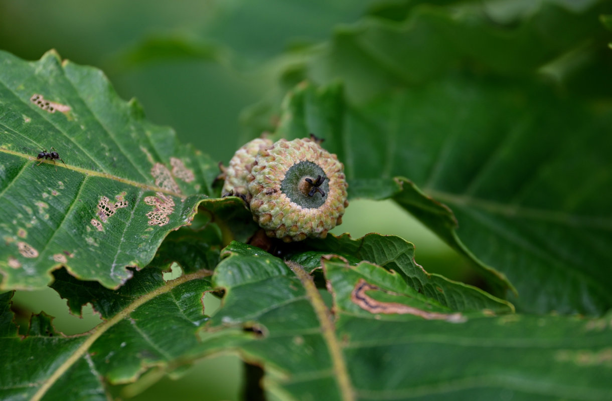 Image of Quercus crispula specimen.