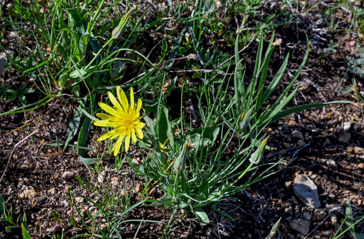 Изображение особи род Tragopogon.