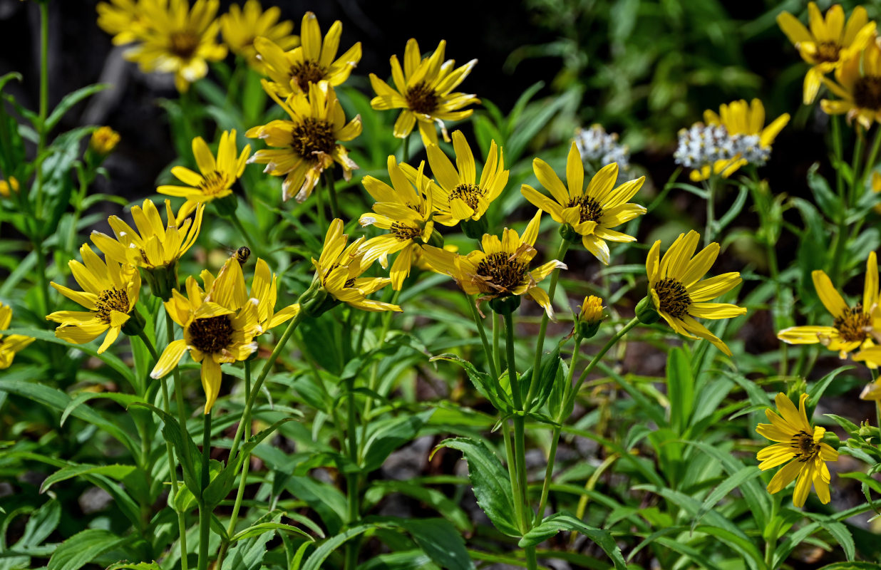 Image of Arnica sachalinensis specimen.