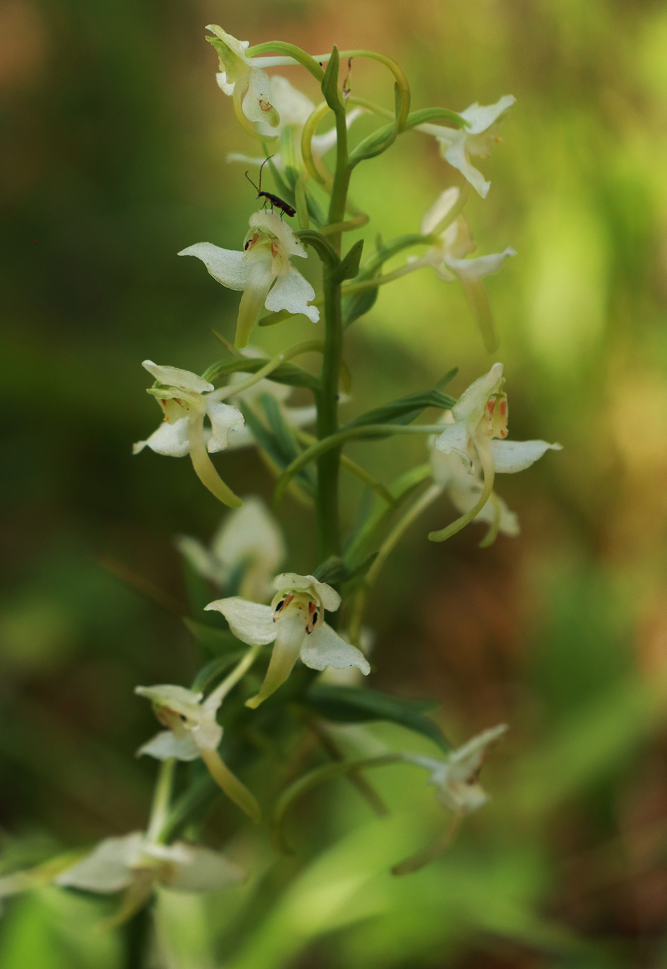 Image of Platanthera chlorantha specimen.