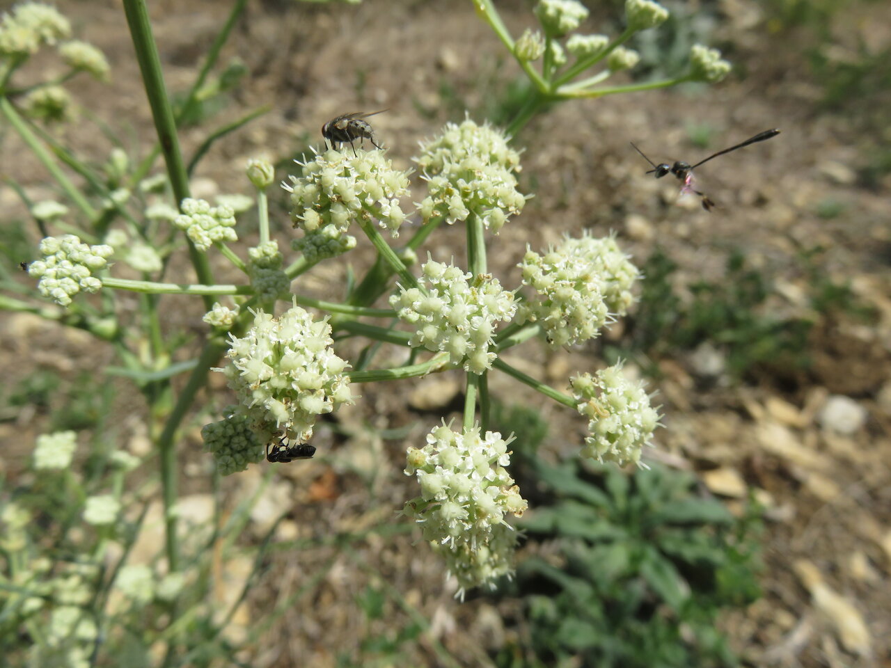 Image of Seseli rhodopeum specimen.