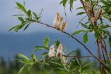 род Salix. Верхушка ветви с раскрывшимися соплодиями. Красноярский край, Таймырский Долгано-Ненецкий р-н, плато Путорана, устье р. Кутарамакан, затопленная часть каменистого пляжа. 23.07.2023.