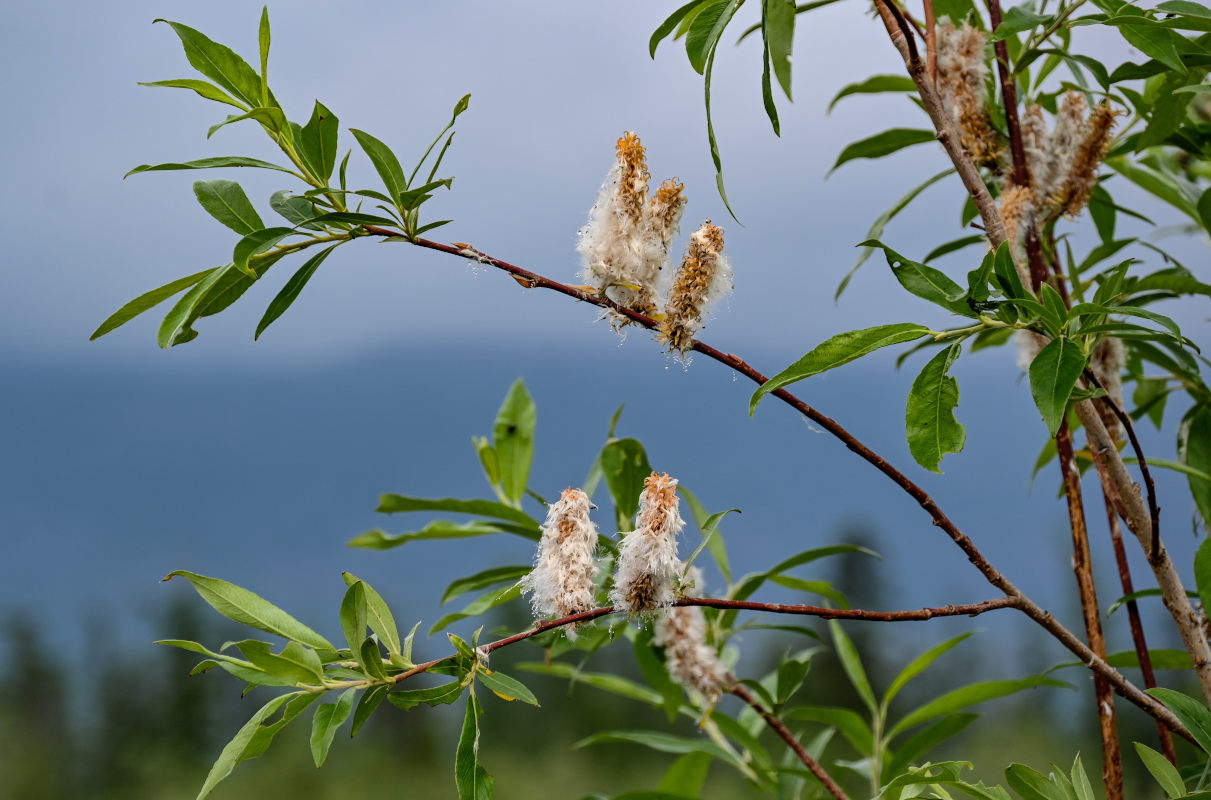 Image of genus Salix specimen.