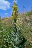 Verbascum speciosum