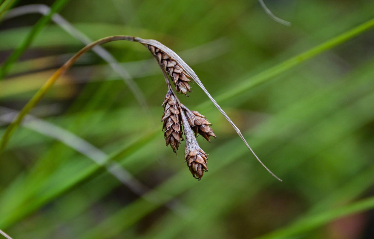 Изображение особи Carex gmelinii.