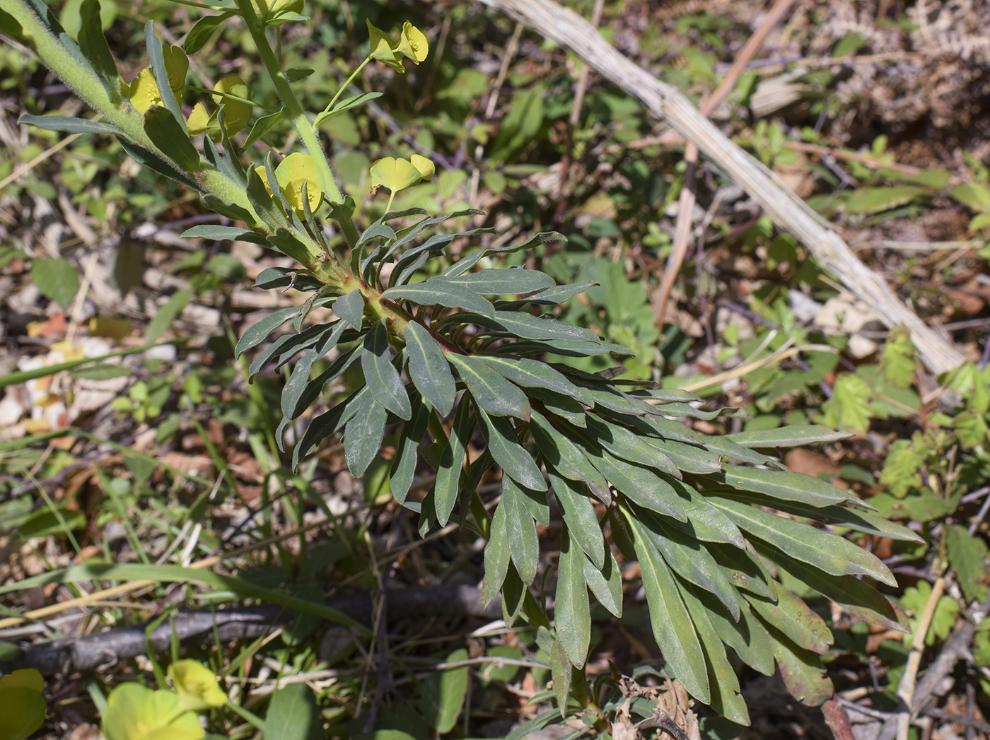 Изображение особи Euphorbia amygdaloides.