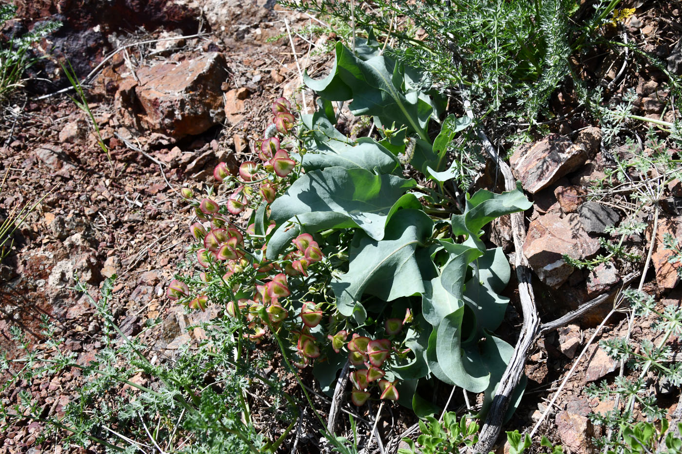 Изображение особи Rindera tetraspis.