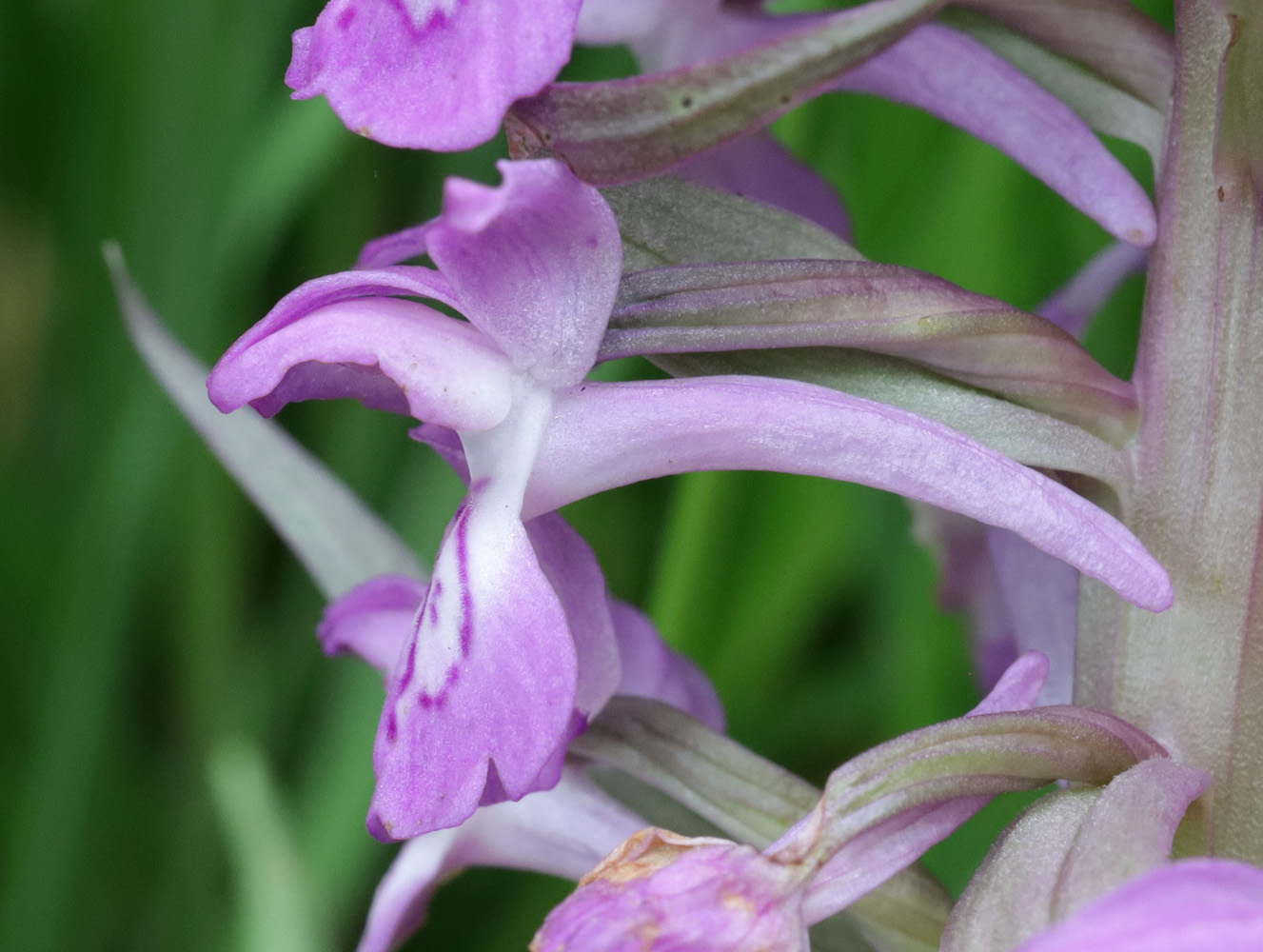 Image of Dactylorhiza umbrosa specimen.