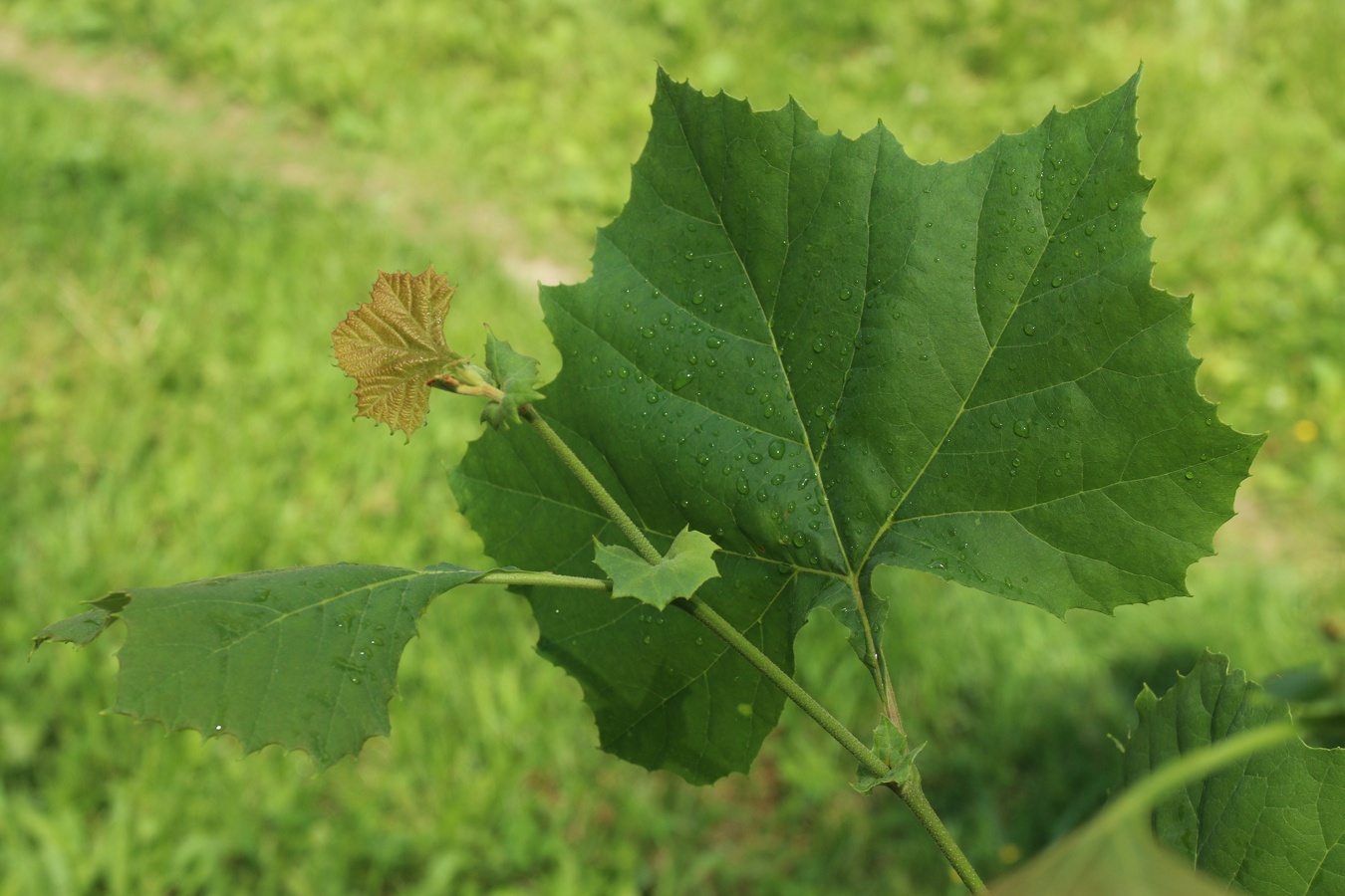 Image of Platanus occidentalis specimen.