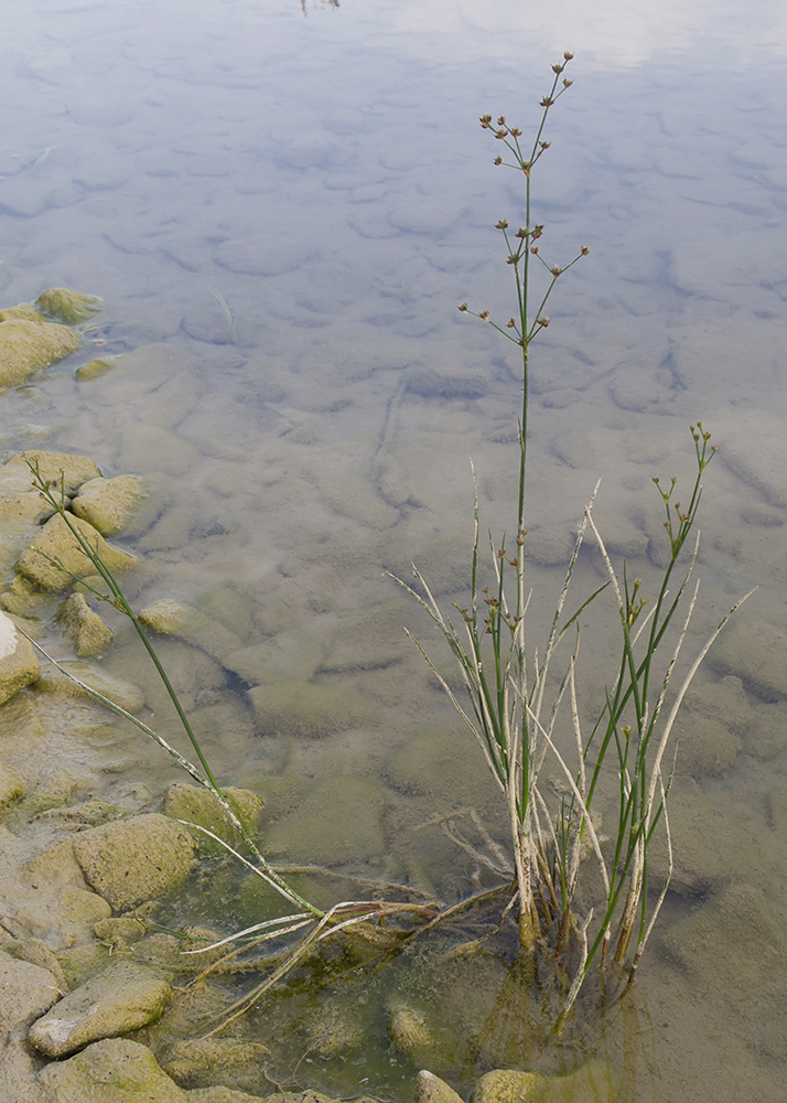 Изображение особи Juncus articulatus.