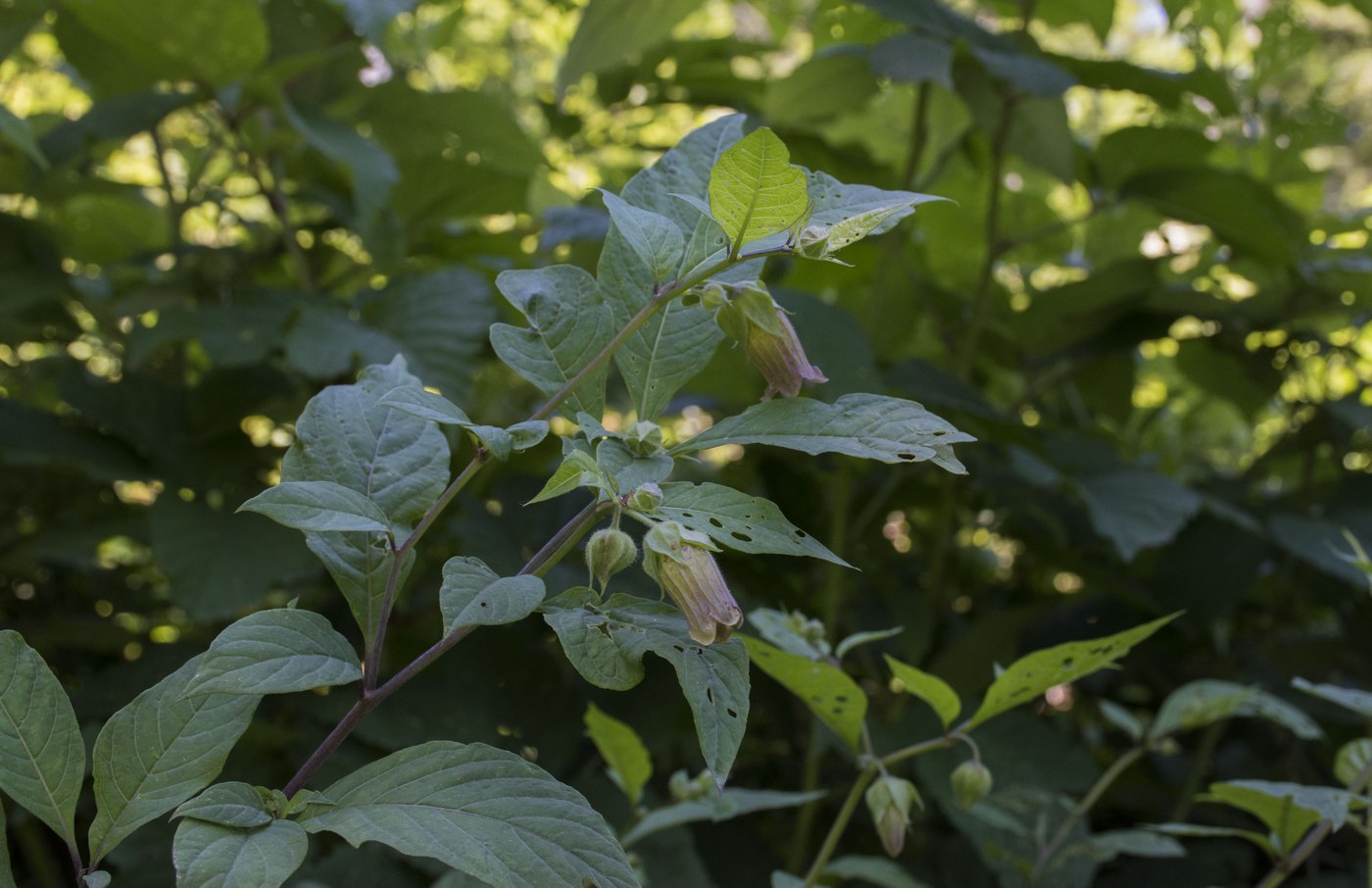 Image of Atropa caucasica specimen.