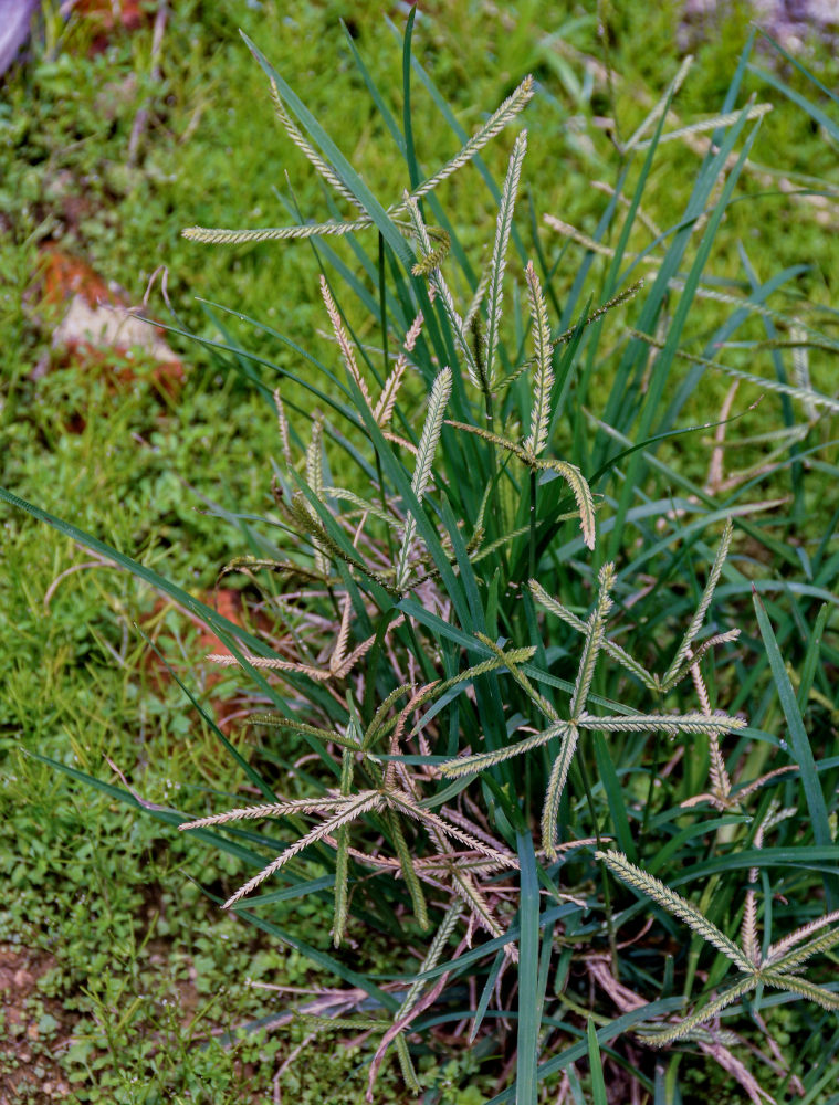 Image of Eleusine indica specimen.