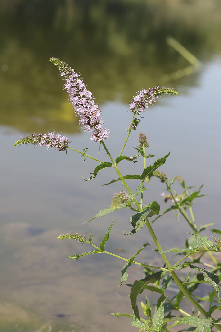 Image of Mentha spicata specimen.