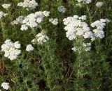 Achillea nobilis. Верхушки цветущих растений. Краснодарский край, м/о Анапа, окр. станицы Благовещенская, высокий берег Бугазского лимана между Бугазской косой и косой Голенькой. 09.06.2021.