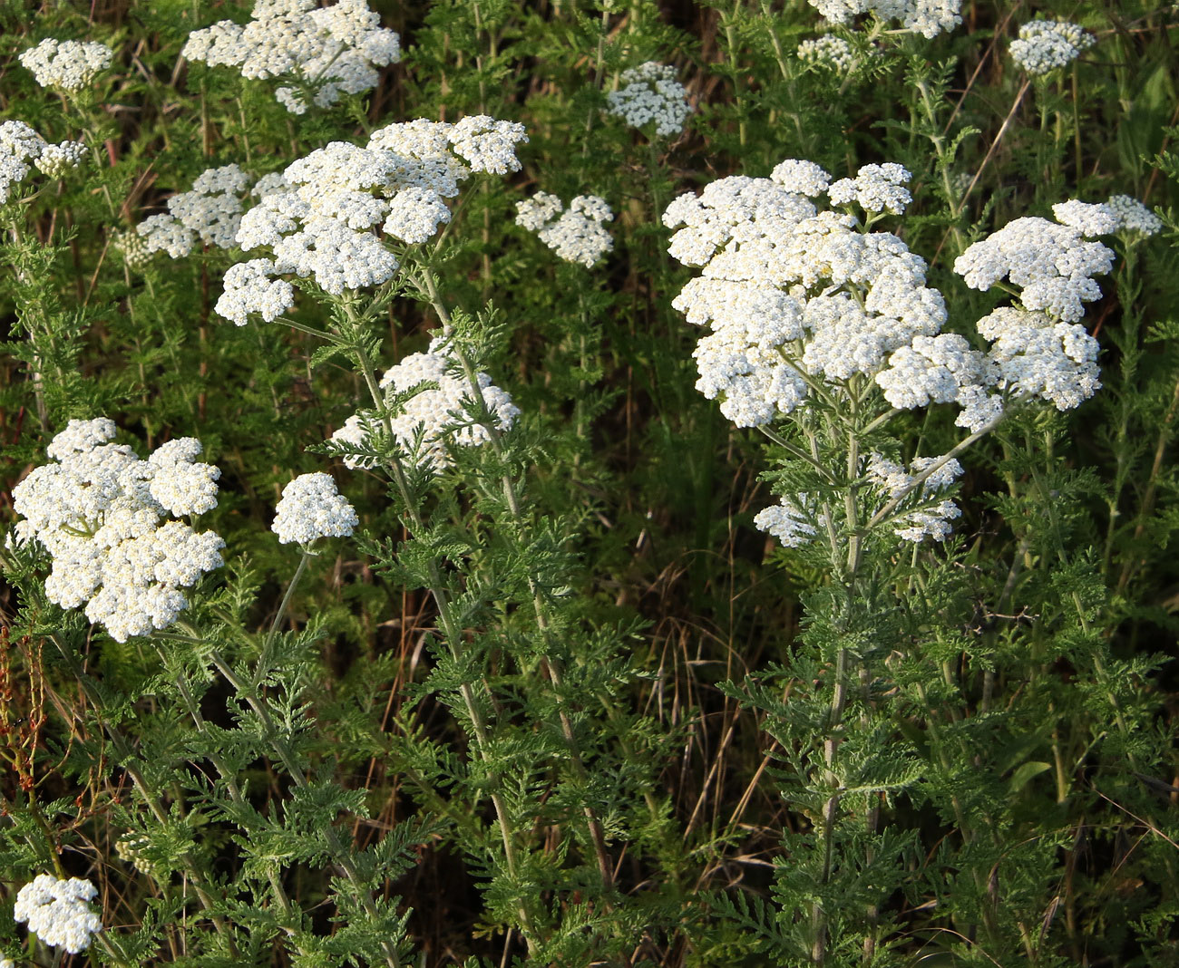 Image of Achillea nobilis specimen.