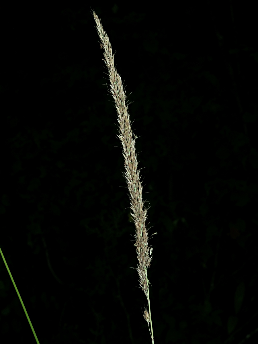 Image of Calamagrostis arundinacea specimen.