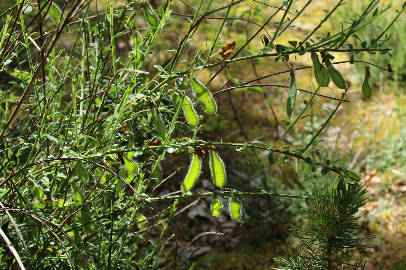 Image of Sarothamnus scoparius specimen.