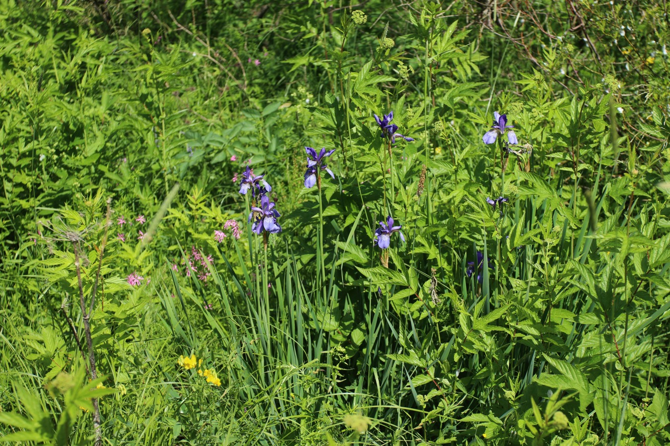 Изображение особи Iris sibirica.