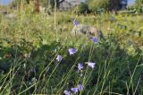 Campanula rotundifolia. Верхушки цветущих растений. Карелия, Заонежье, о. Кижи, поляна. 04.09.2024.