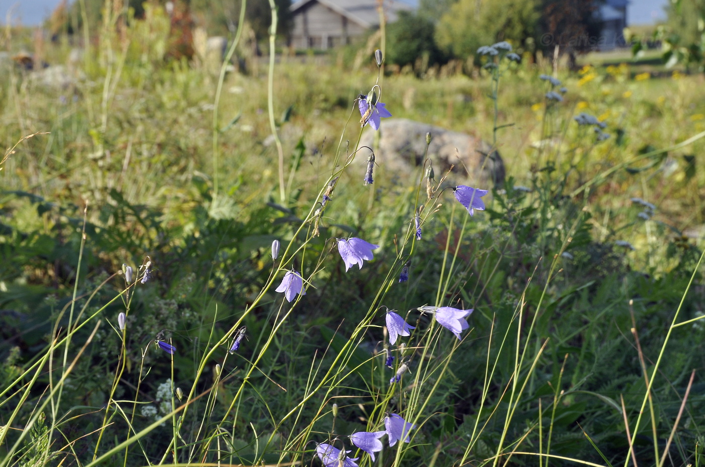 Image of Campanula rotundifolia specimen.