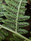 genus Athyrium. Часть вайи с сорусами. Хабаровский край, окр. г. Комсомольск-на-Амуре, Силинский лесопарк. 23.09.2024.