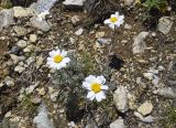 genus Anthemis. Соцветия. Испания, автономное сообщество Каталония, провинция Жирона, комарка Рипольес, муниципалитет Сеткасес, окр. курорта \"Вальтер 2000\", ≈2200 м н.у.м., каменистый склон вост. экспозиции. 07.07.2024.