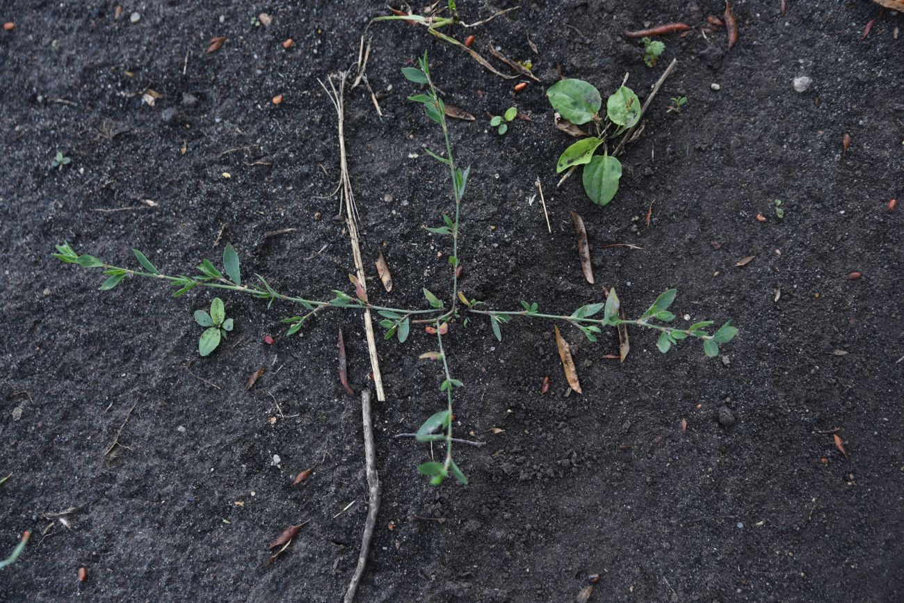 Image of genus Polygonum specimen.