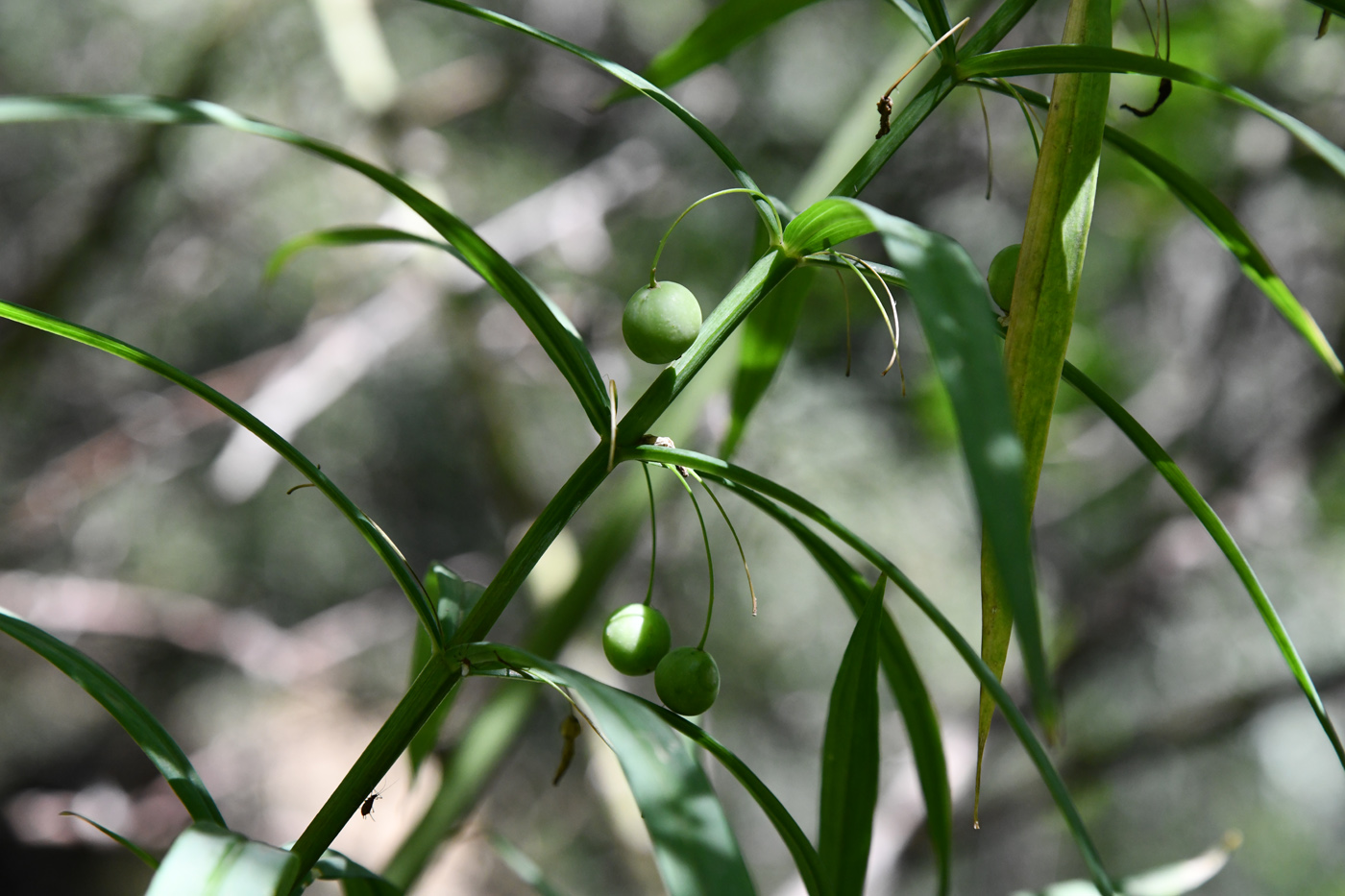 Изображение особи Polygonatum sewerzowii.