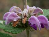 Phlomis taurica