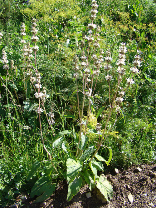 Image of Phlomoides urodonta specimen.