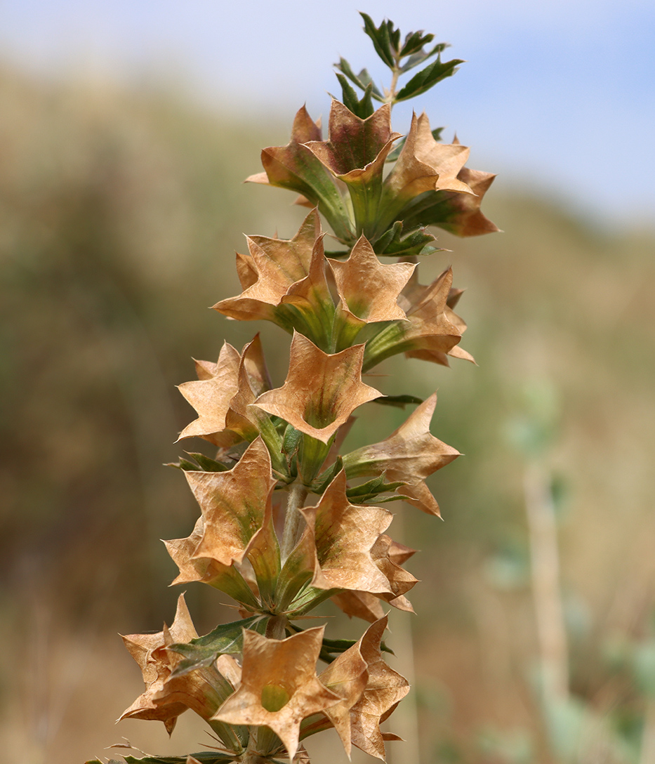 Image of Lagochilus platycalyx specimen.