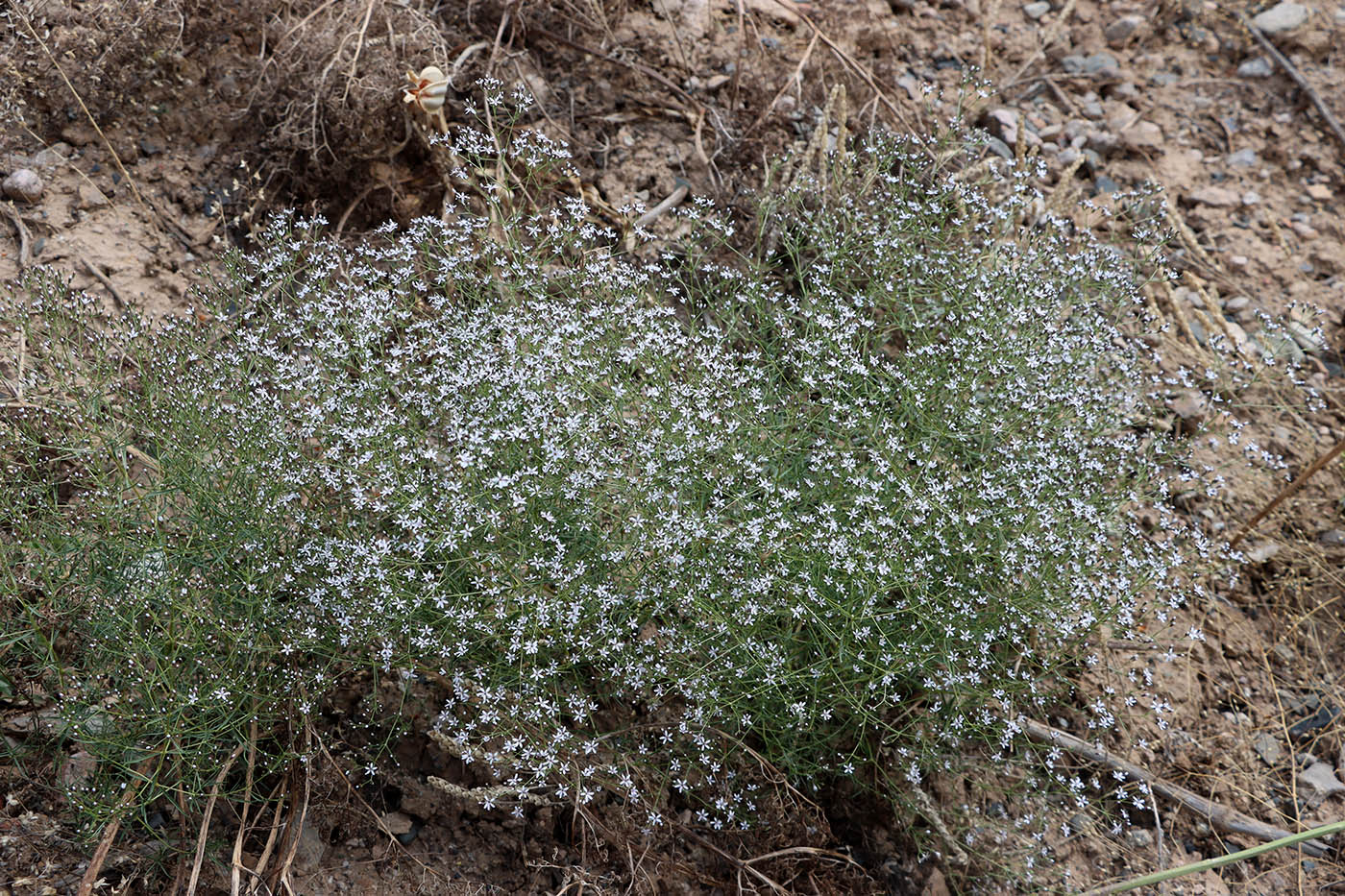 Изображение особи Acanthophyllum gypsophiloides.