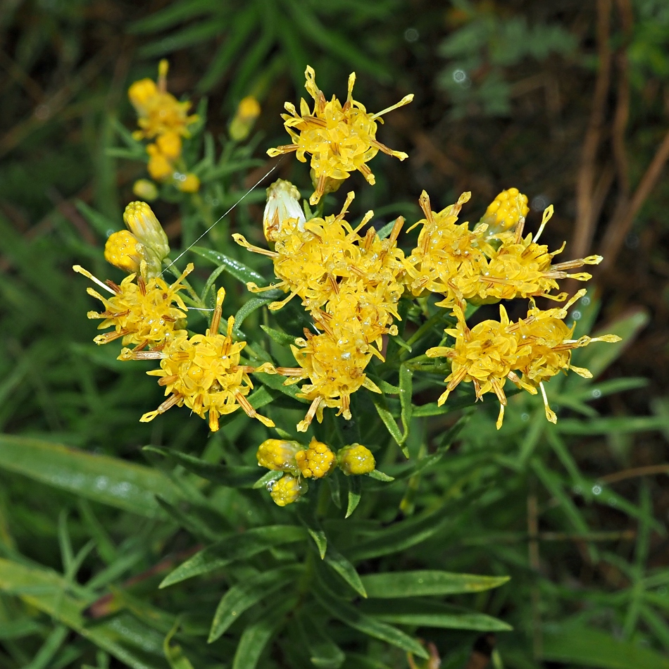 Изображение особи Galatella biflora.