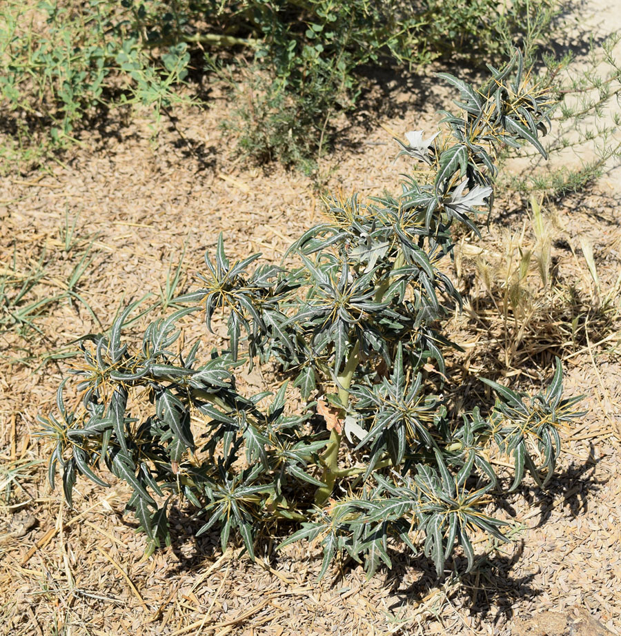 Image of Xanthium spinosum specimen.