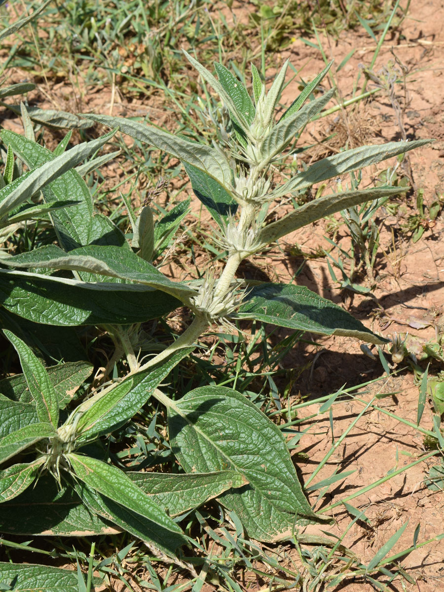 Image of Phlomis regelii specimen.