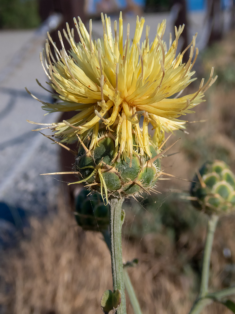 Image of Centaurea salonitana specimen.