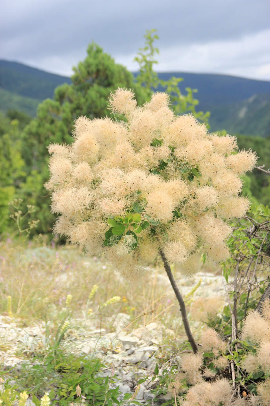 Image of Cotinus coggygria specimen.