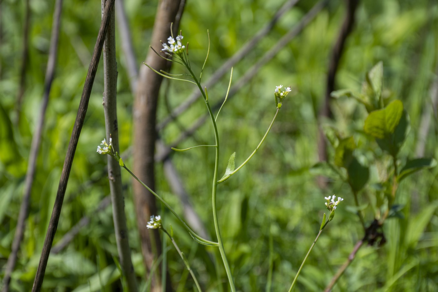 Image of Arabidopsis thaliana specimen.