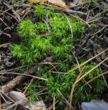 Смотреть изображение Dicranum polysetum