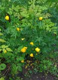 Смотреть изображение Trollius europaeus