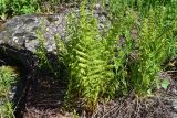 View full-size image Athyrium distentifolium