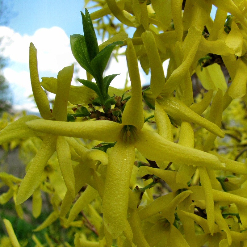 Image of genus Forsythia specimen.