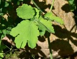 View full-size image Chelidonium majus