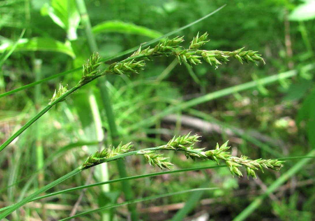 Image of Carex elongata specimen.