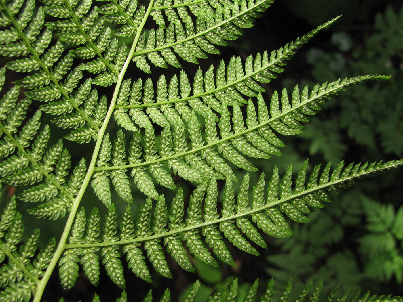 Image of Athyrium filix-femina specimen.