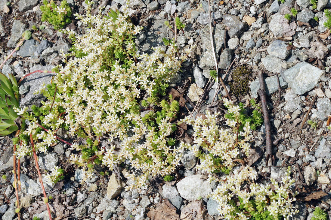 Image of Sedum gracile specimen.