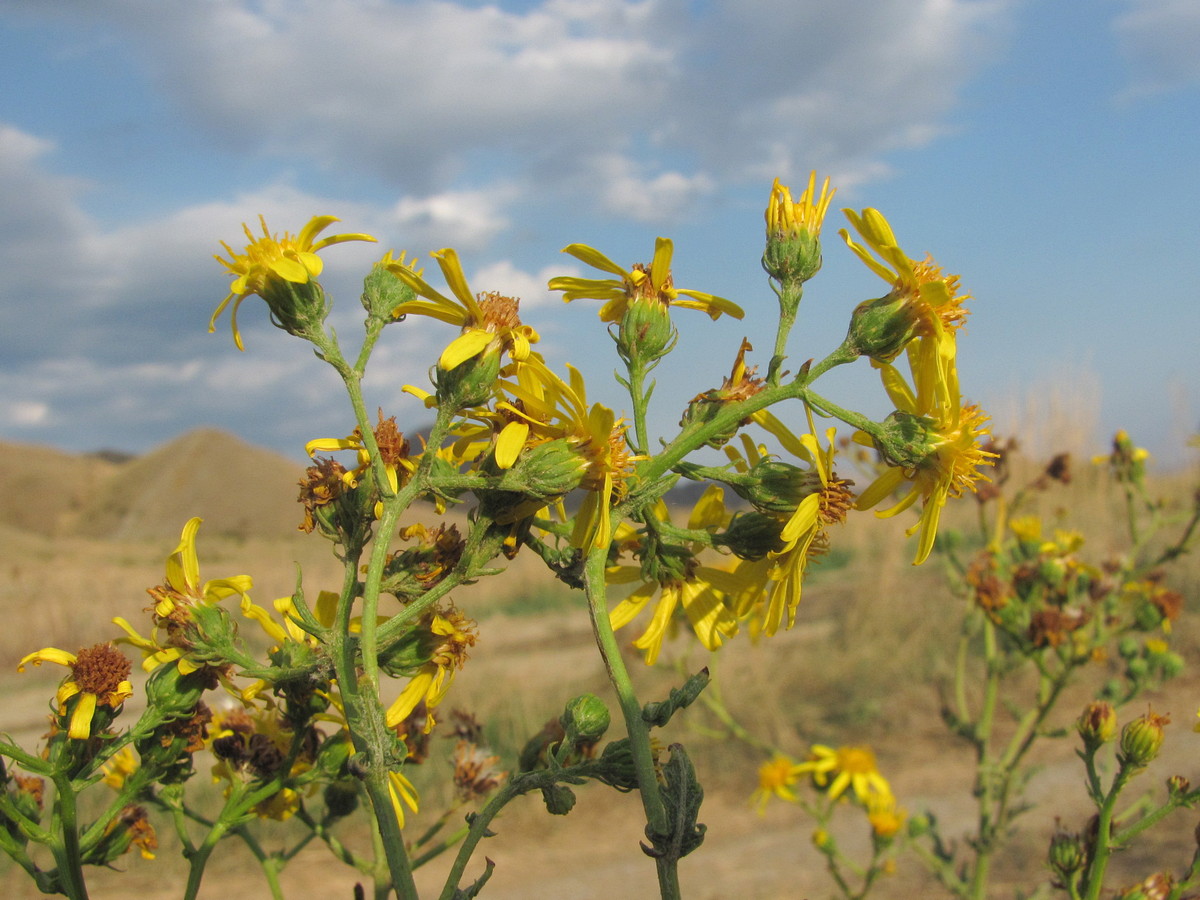 Image of Senecio grandidentatus specimen.